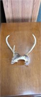 Whitetail deer 4 point antlers