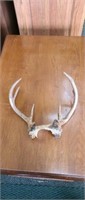 Whitetail deer 6 point antlers