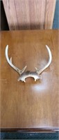 Whitetail deer 6-point antlers
