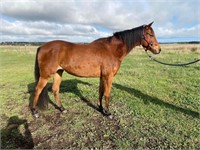 (VIC) WILLOWCREST LADY CHATTERLEY-RIDING PONY MARE