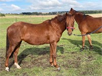 (VIC) BEVERLEY HAPPY CHI CHAT - RIDING PONY MARE