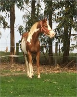 (VIC) LITTLE G COOL RADIANCE - PAINT MARE