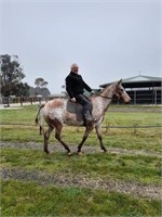 (VIC) DOT - APPALOOSA MARE