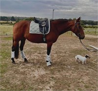 (VIC) CANDLES - STANDARDBRED MARE
