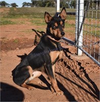 "Rusty" 2020 Kelpie Male