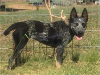 "Panda" 2020 Blue Cattle Dog Female