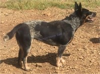 "Willow" 2020 Blue Cattle Dog Female