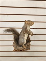 Gray Squirrel Full Body Mount on Wood