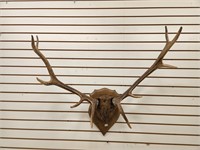 5 x 5 Elk Antler Mount on Wooden Plaque
