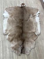Whitetail Hide
