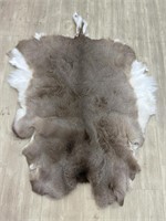 Whitetail Hide