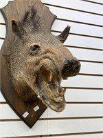 Wild Boar Shoulder Mount on Wooden Plaque