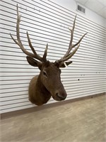 5 x 6 Elk Shoulder Mount