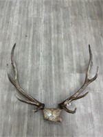 5 x 5 Elk Antlers on Skull Cap