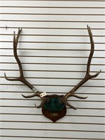 5 x 6 Elk Antler Mount on Wooden Plaque