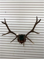 5 x 5 Elk Antler Mount on Wooden Plaque
