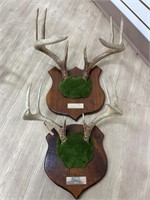 (2) 9pt Whitetail Deer Antler Mounts