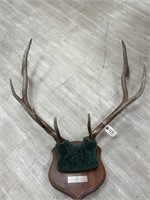 5 x 4 Elk Antler Mount on Wooden Plaque