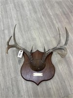 8pt Whitetail Antler Mount on Wooden Plaque