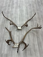(2) Caribou Racks on Skull Caps