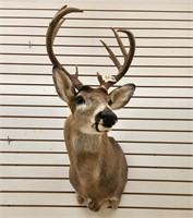 8pt Whitetail Shoulder Mount