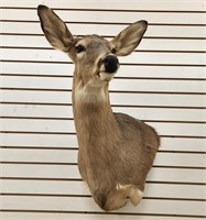 Whitetail Doe Shoulder Mount