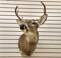 8pt Whitetail Shoulder Mount