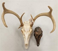 6pt European Mount & Additional Camo Dipped Skull