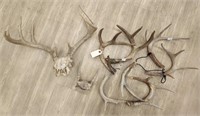 9pt & Spike Mounts w/ Additional Antlers