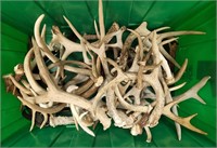 (20+) Antlers of Assorted Points & Sizes