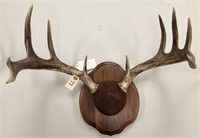 10pt Whitetail Antler Mount on Wooden Plaque