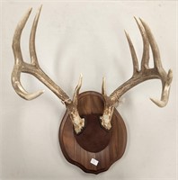11pt Whitetail Antler Mount on Wooden Plaque