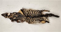 Full Civet Cat Pelt