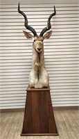 Kudu Shoulder Mount on Wooden Pedestal