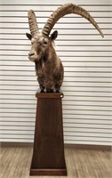 Ibex Shoulder Mount on Wooden Pedestal