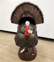 Strutting Turkey Full Body Mount on Wooden Base