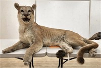 Cougar Full Body Mount *PA SALE ONLY*