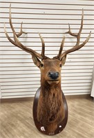 6 x 6 Elk Shoulder Mount on Wooden Plaque