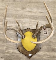 8pt Whitetail Antler Mount on Wooden Plaque
