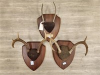 (2) Whitetail Antler Mounts on Wooden Plaques