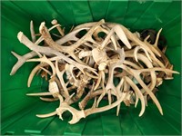 Collection of Assorted Antlers
