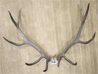 5 x 5 Elk Antler Mount