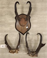 (3) Prong Horn Antelopr Antler Mounts