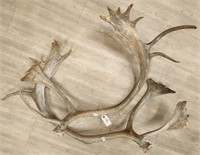 Matching Pair of Caribou Antlers