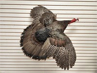 Flying Wild Turkey Full Body Mount
