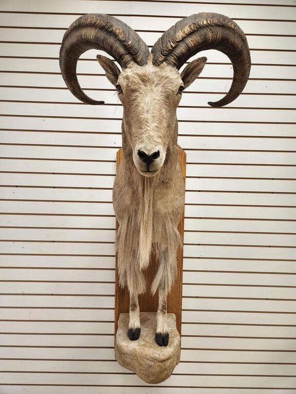 09/24/22 Taxidermy Auction