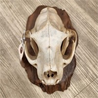 Bear Skull Mounted on a Wooden Plaque