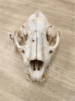 Complete Bear Skull