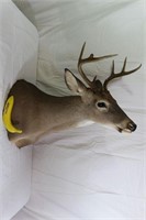 Taxidermy 8-Point Deer Mount