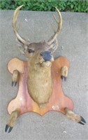 Taxidermist Deer Mount with Hooves.